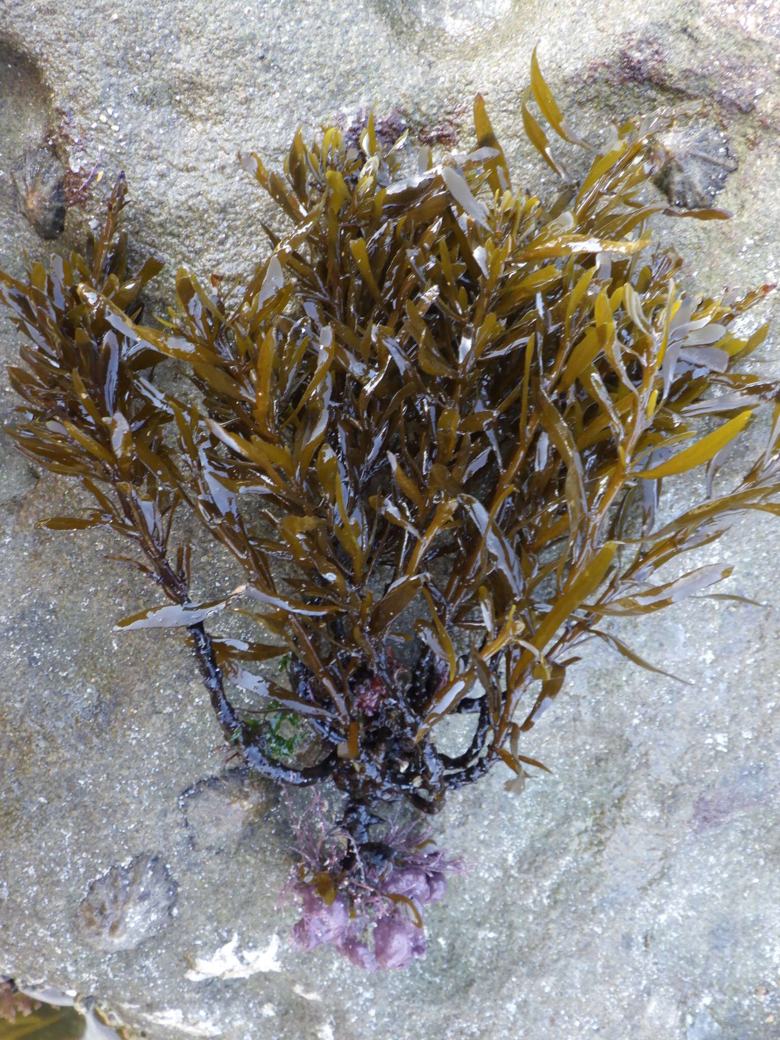 Image de Sargassum vulgare