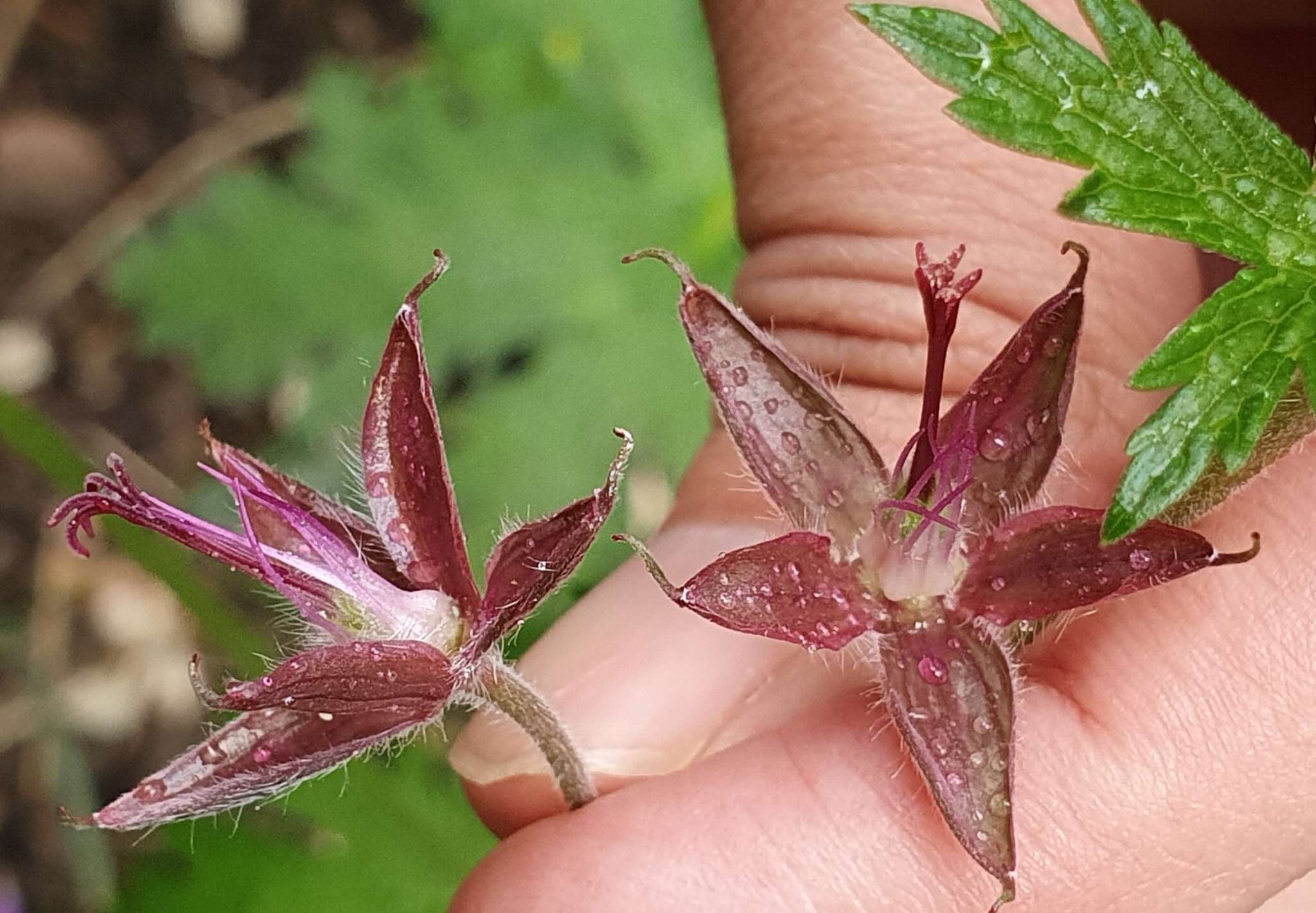 Image of Geranium atlanticum Boiss.