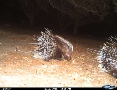 Image de Hystrix subgen. Hystrix Linnaeus 1758