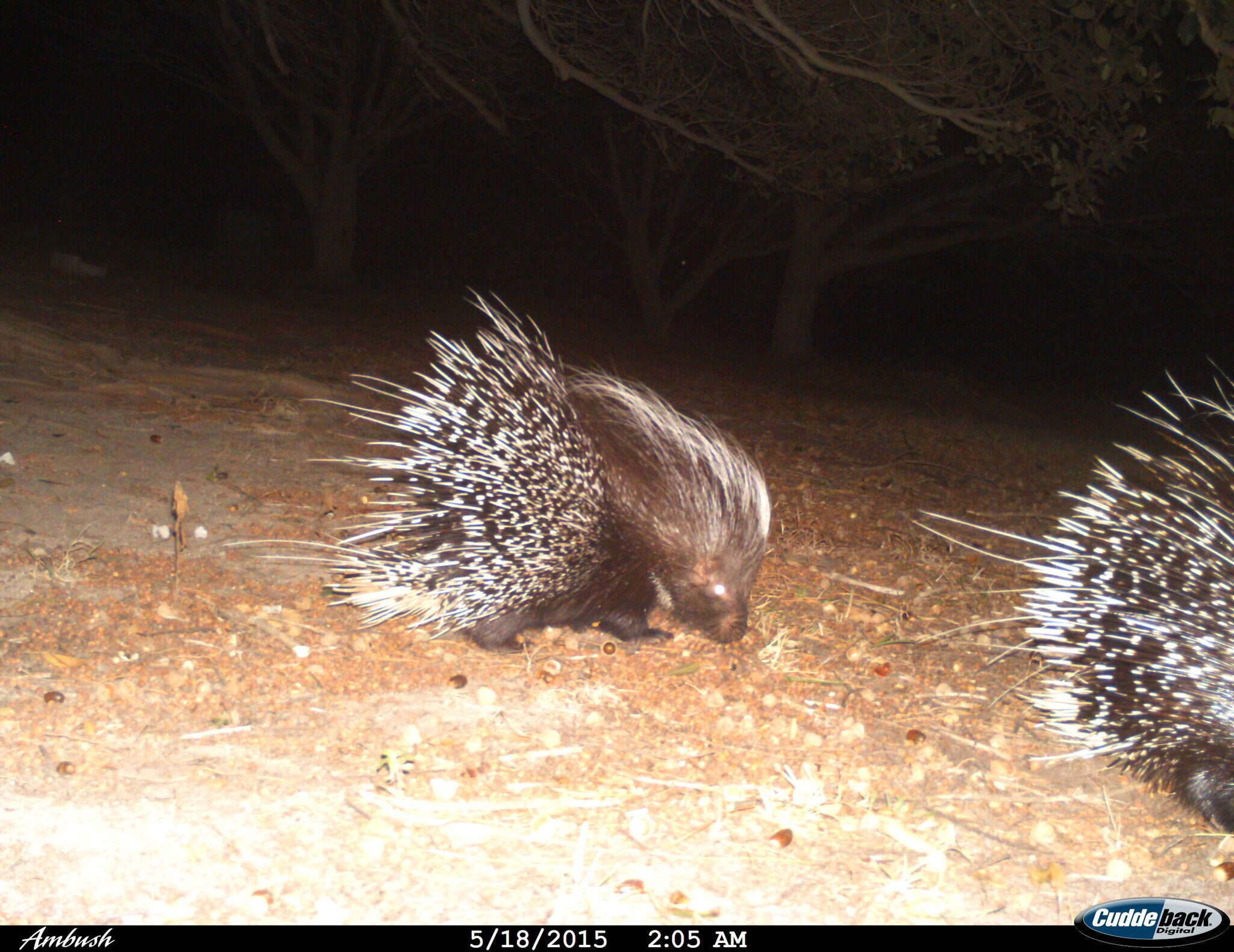 Image de Hystrix subgen. Hystrix Linnaeus 1758