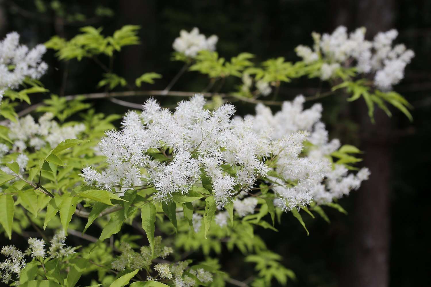 Image of Fraxinus lanuginosa Koidz.