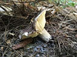 Image de Russula densifolia Secr. ex Gillet 1876