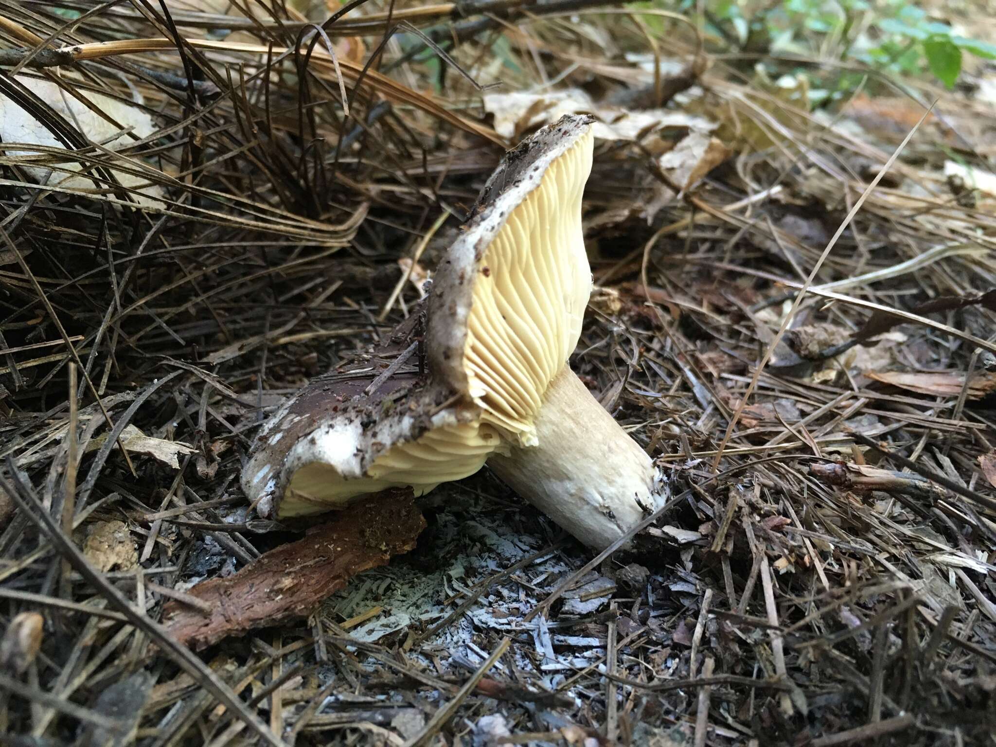 Image de Russula densifolia Secr. ex Gillet 1876