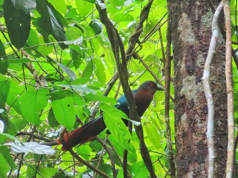 Image of Chestnut-breasted Malkoha