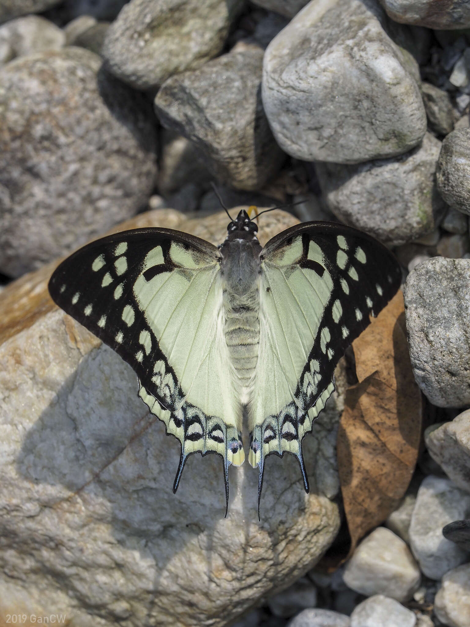 Imagem de Polyura eudamippus Doubleday 1843