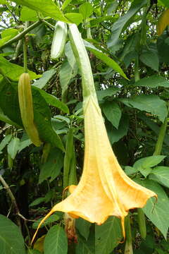 Plancia ëd Brugmansia versicolor Lagerh.