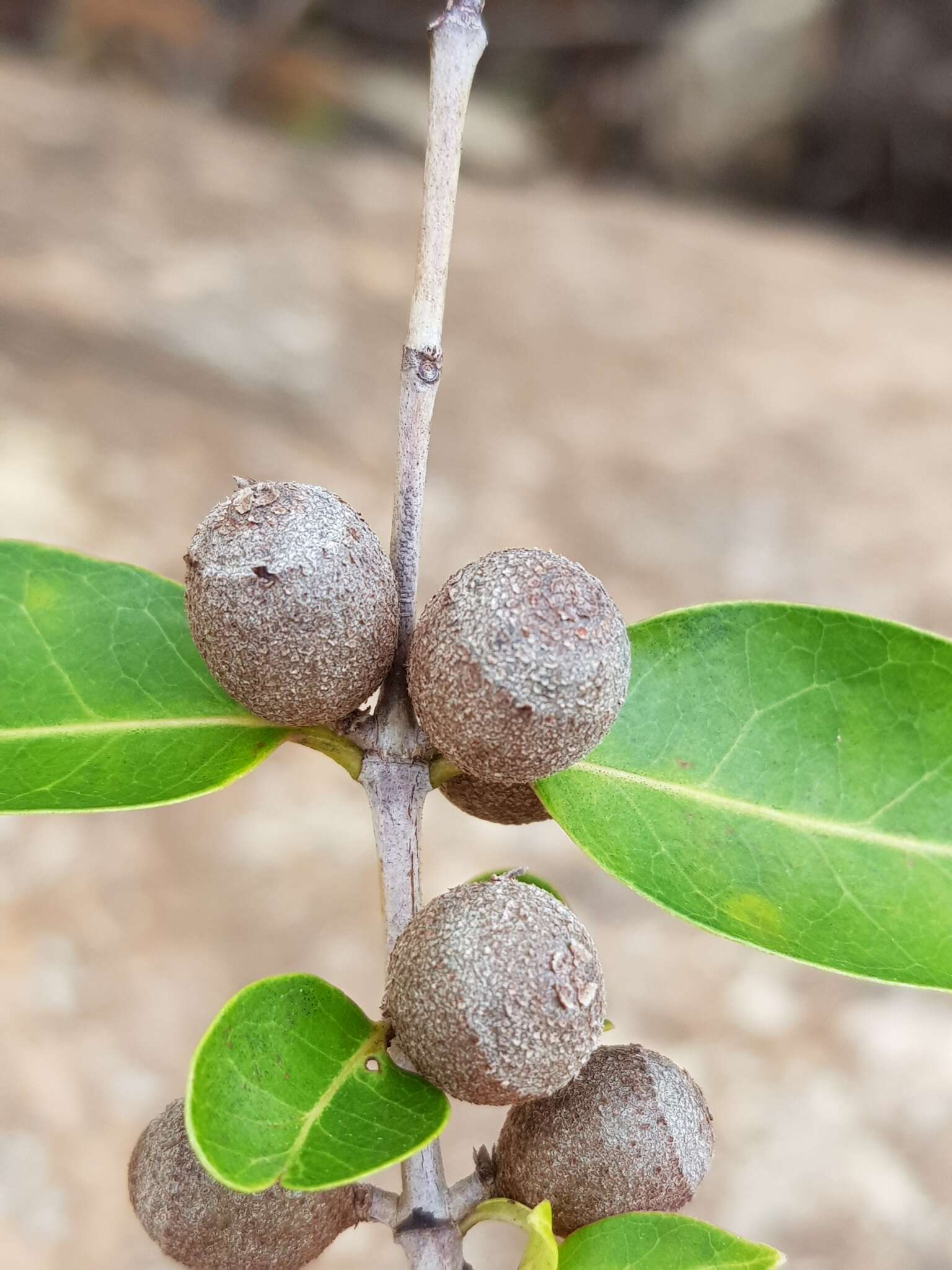 Image of Polysphaeria lepidocarpa Verdc.