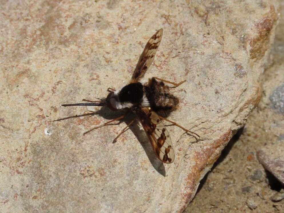 Image of Bombylius pulchellus Loew 1863