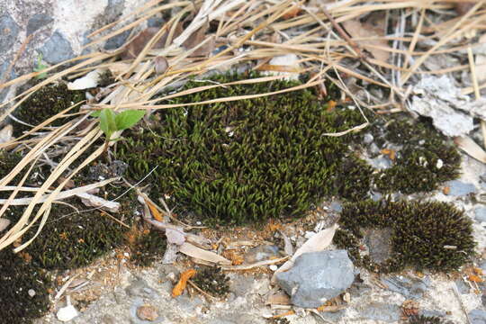 Image of schistidium moss