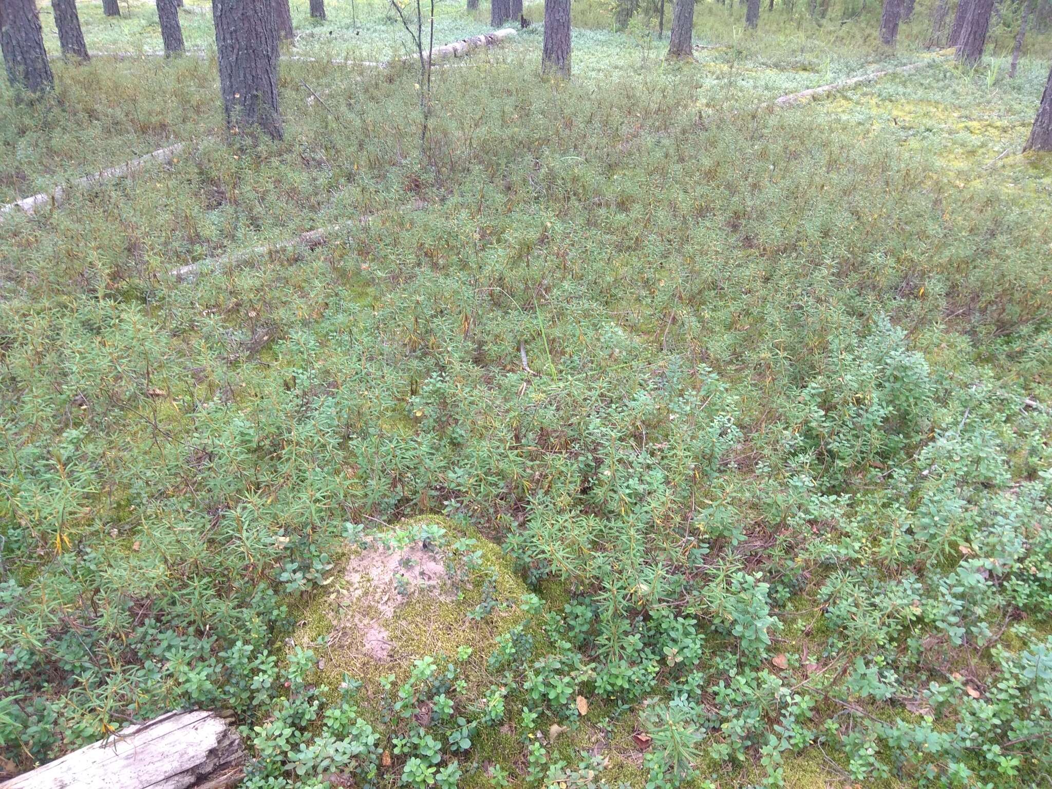 Imagem de Rhododendron tomentosum (Stokes) Harmaja