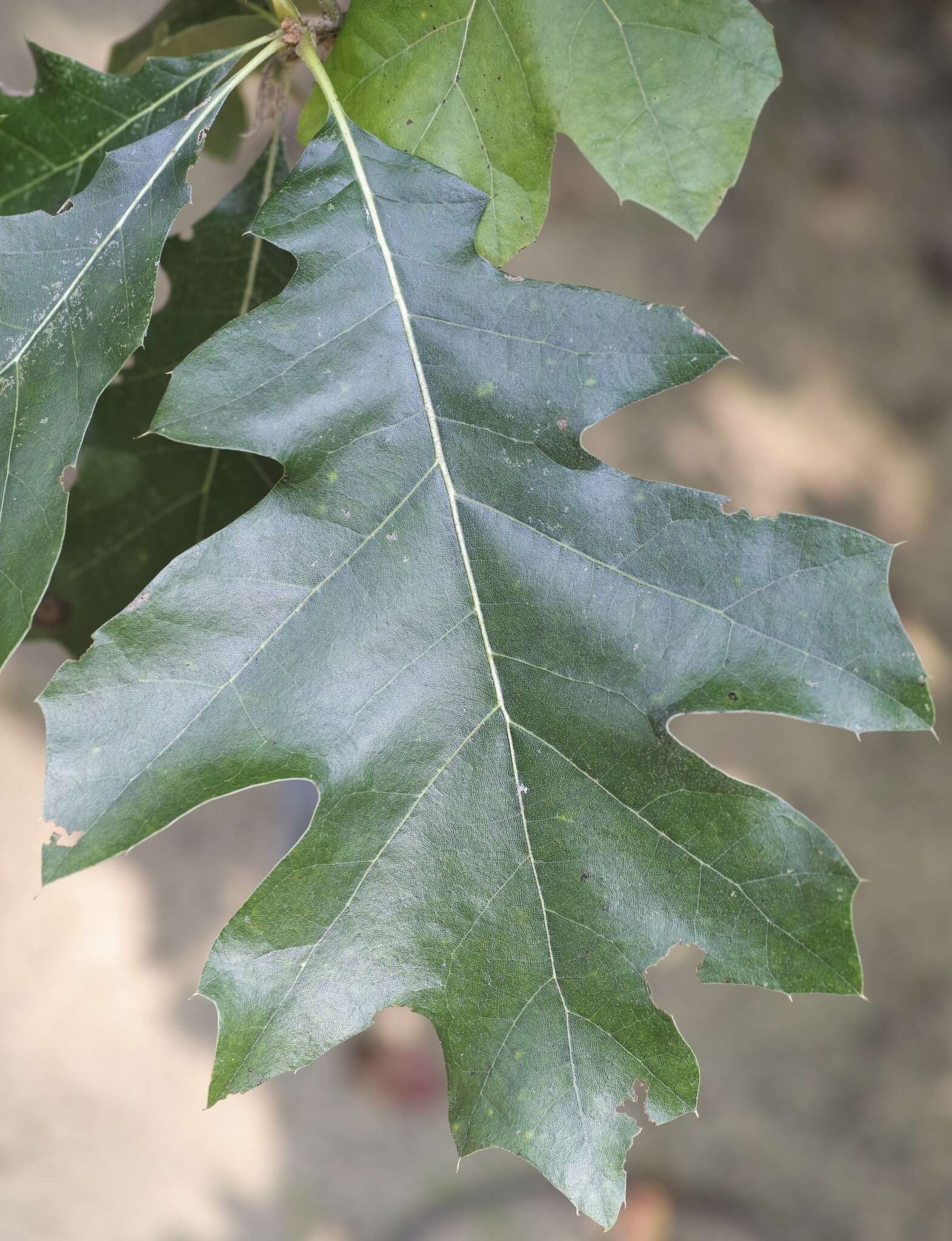 Quercus velutina Lam. resmi