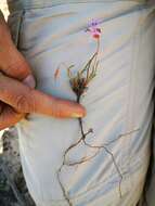 Image of Pelargonium coronopifolium Jacq.