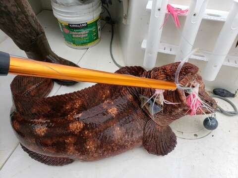 Image of Bering wolffish