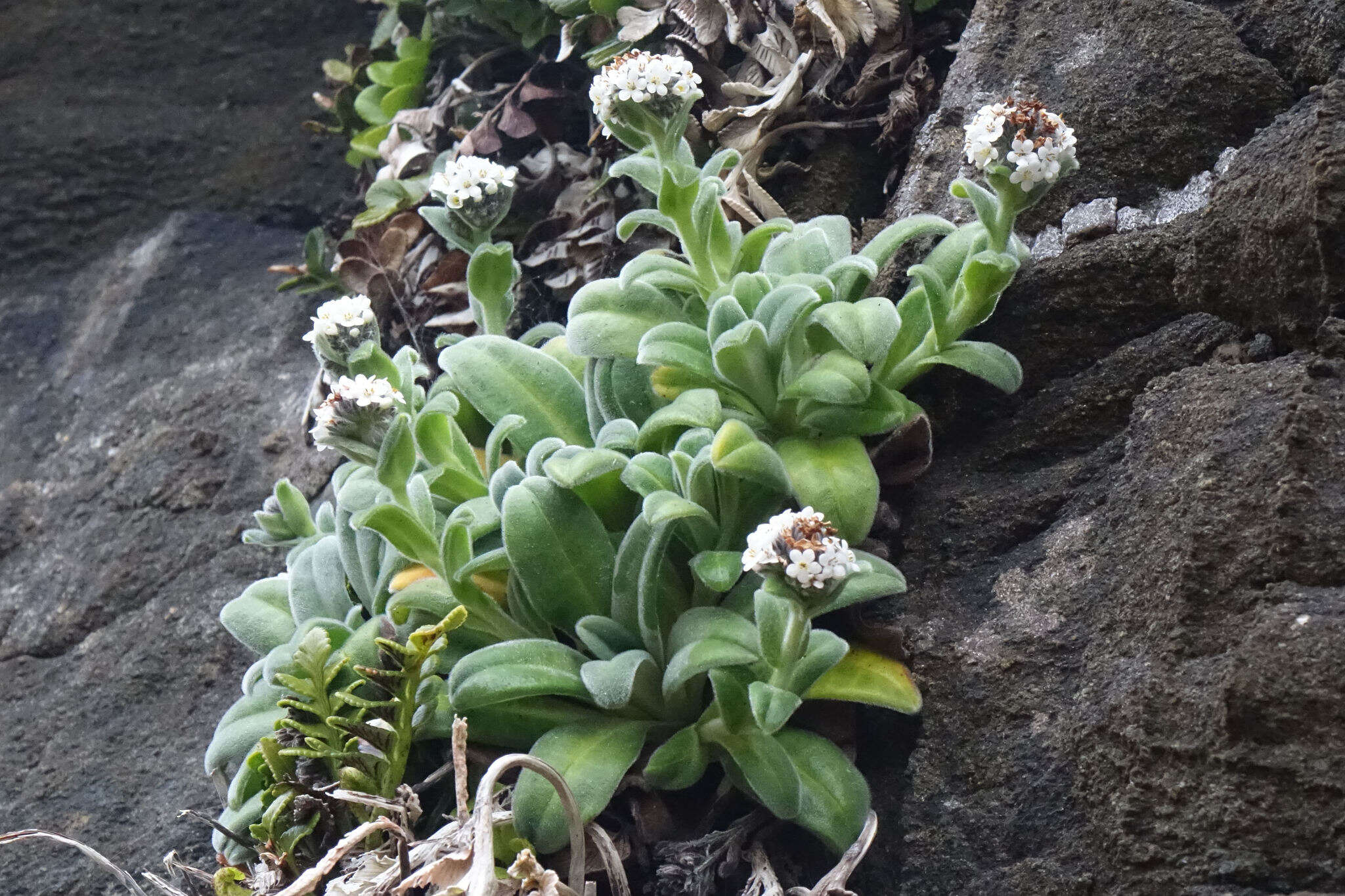 Image of Myosotis rakiura L. B. Moore