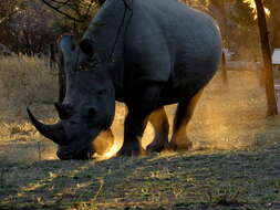 Image of Ceratotherium simum simum