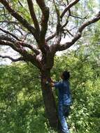 Image of Bursera lancifolia (Schltdl.) Engl.