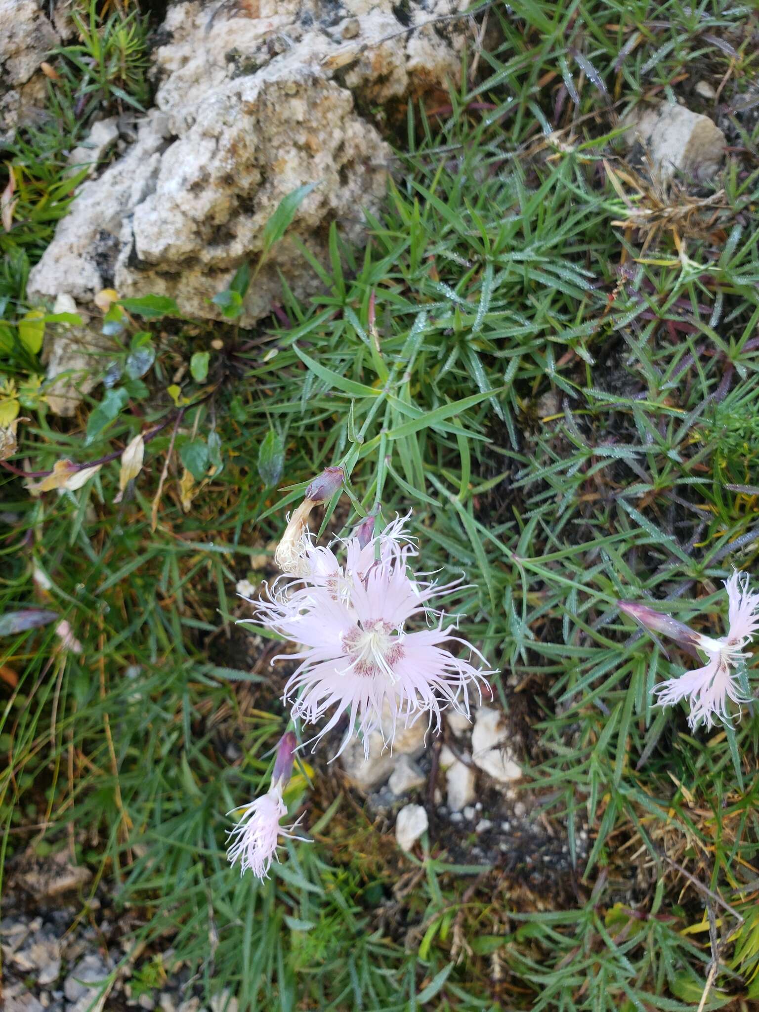 صورة Dianthus sternbergii Sibth.