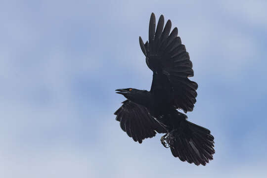 Image of White-necked Crow