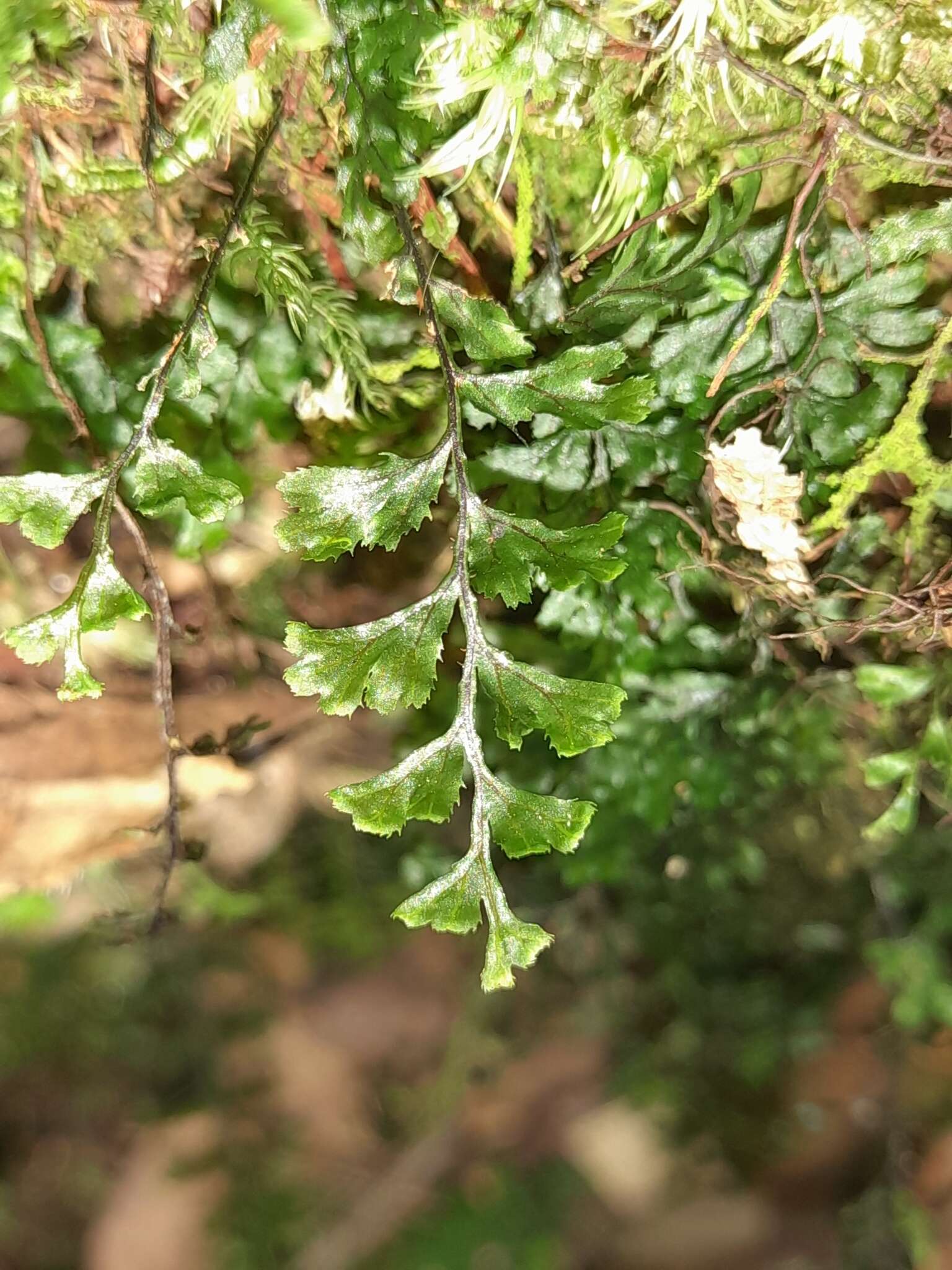 صورة Hymenophyllum holochilum (v. d. Bosch) C. Chr.