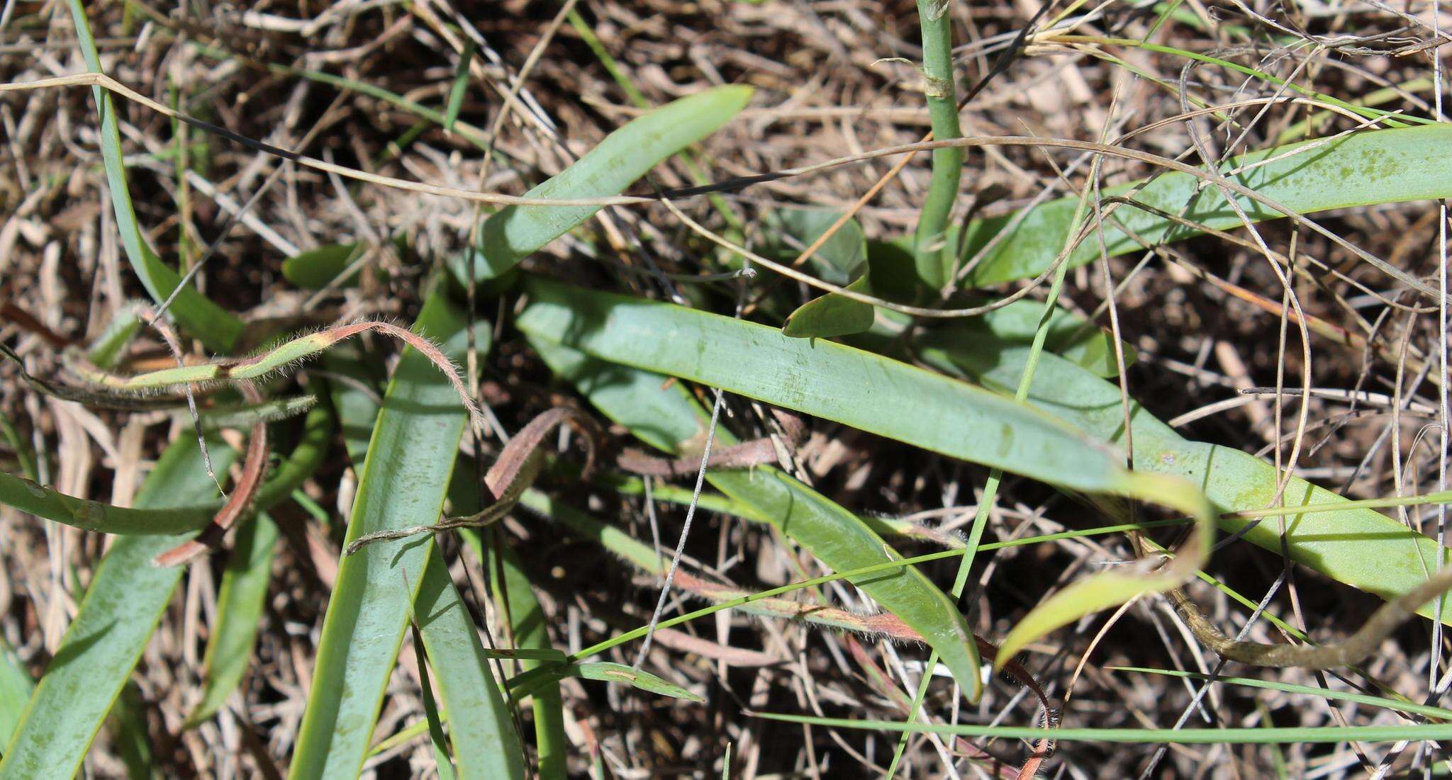 Image of Aloe minima Baker