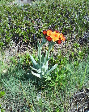 صورة Tephroseris integrifolia subsp. capitata (Wahlenb.) B. Nord.