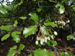 Imagem de Viburnum rufidulum Rafin.