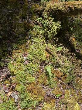 Image of Hair-Tip Ground-Pine