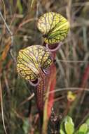 Image of <i>Sarracenia flava</i> var. <i>rubricorpora</i>