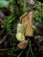 Aristolochia singalangensis Korthals ex Ding Hou的圖片