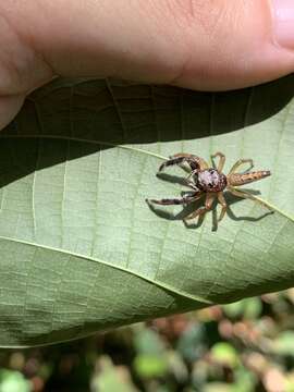 Image of Bavia sexpunctata (Doleschall 1859)