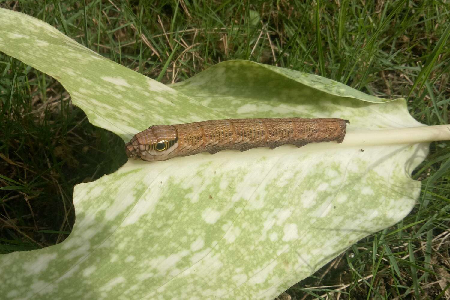 Image de Eupanacra elegantulus (Herrich-Schäffer (1856))