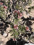 Imagem de Eriogonum ericifolium Torr. & Gray