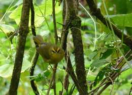 Image of Pale-legged Warbler