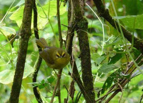 Image of Pale-legged Warbler