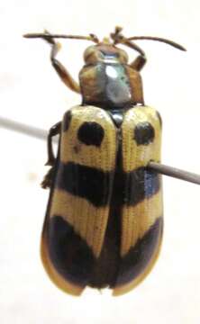 Image of Chelobasis bicolor Gray ex Cuvier 1832