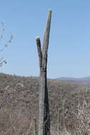 Image of Cephalocereus columna-trajani (Karw.) K. Schum.