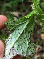 Слика од Puccinia calcitrapae DC. 1805