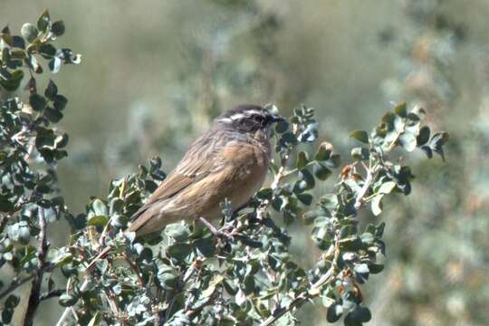 Image of Brown Accentor