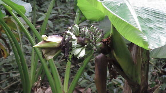 Image of Musa itinerans var. formosana (Warb.) Häkkinen & C. L. Yeh