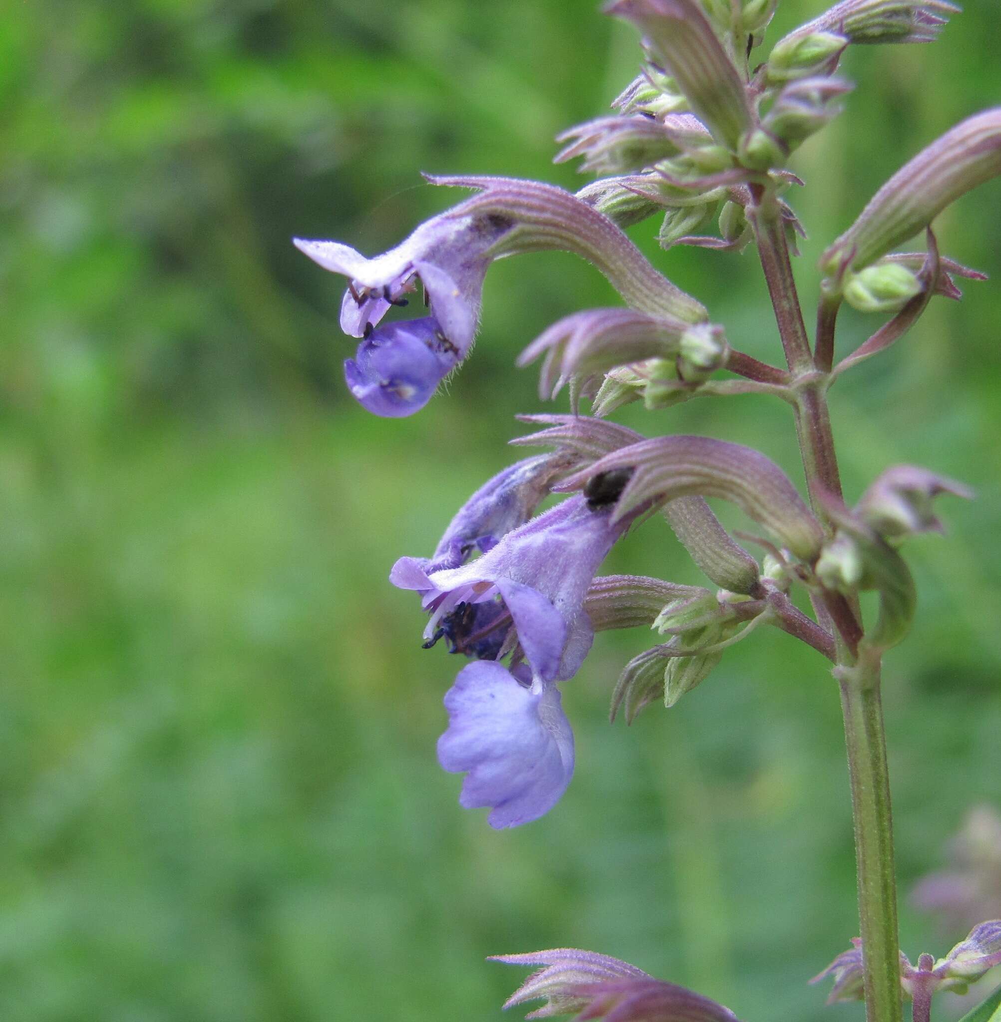 Image de Nepeta grandiflora M. Bieb.