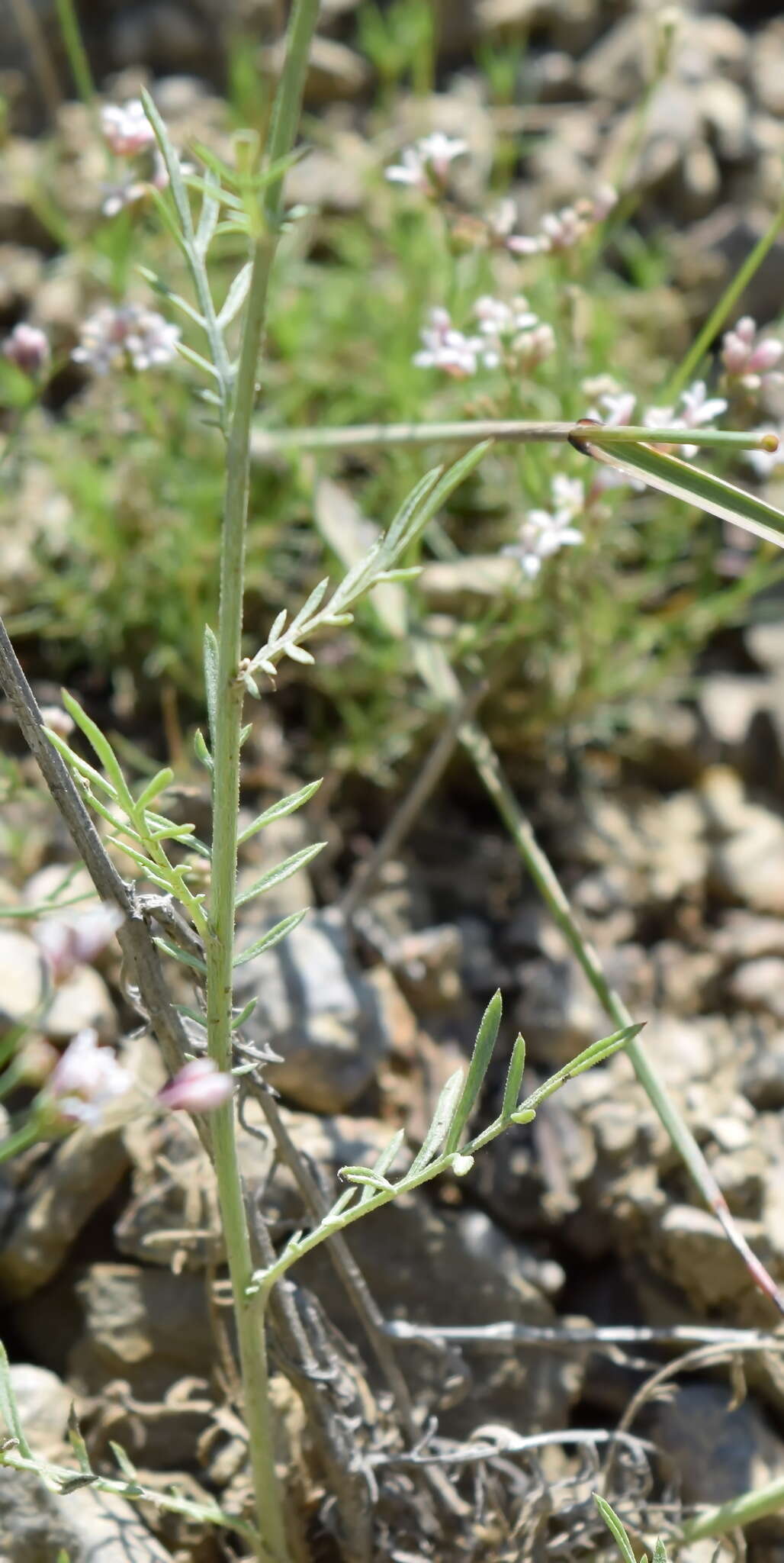 Image of Centaurea sarandinakiae Illarionova