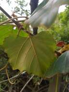 Image de Rhoicissus tomentosa (Lam.) Wild & R. B. Drumm.