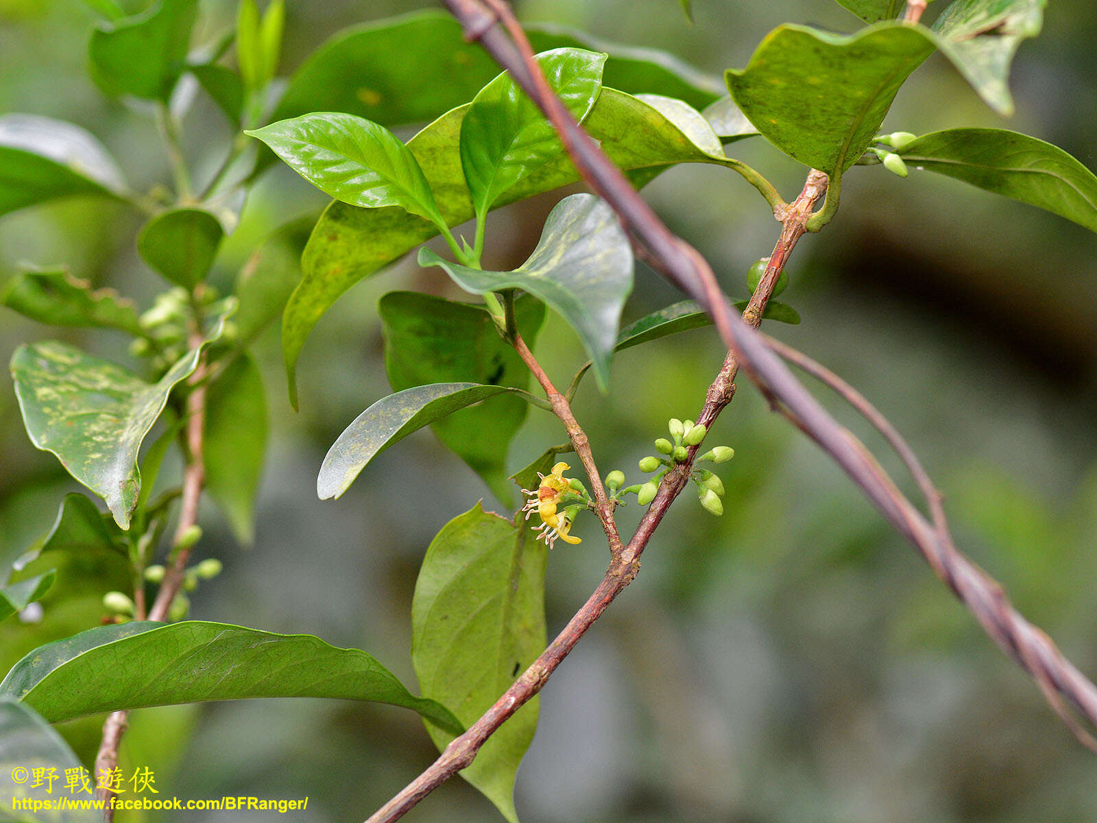 Image de Diplospora dubia (Lindl.) Masam.