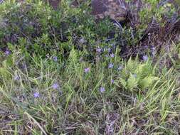 Image of fallflowering pleatleaf