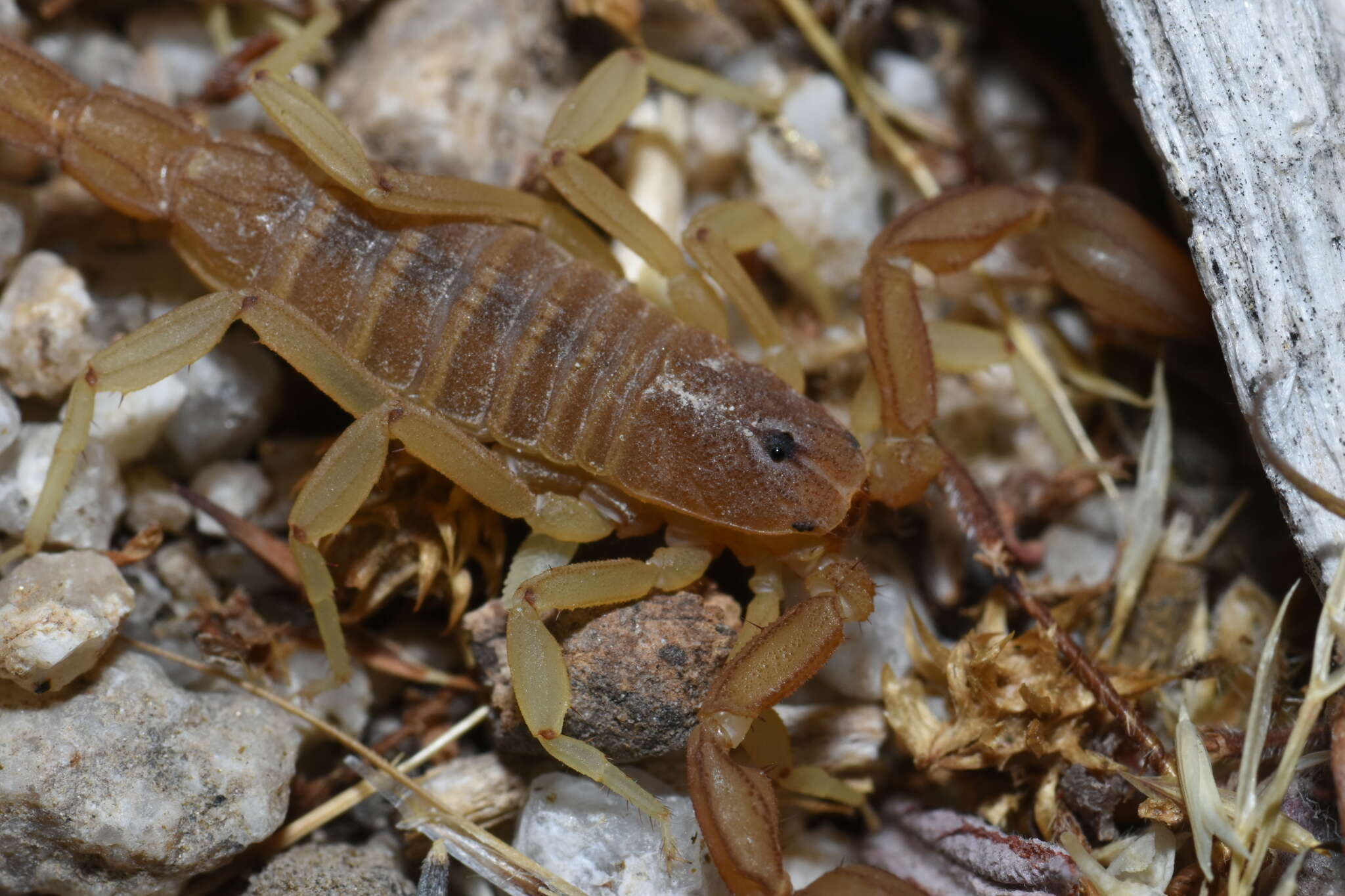 Image of Kochius hirsuticauda (Banks 1910)