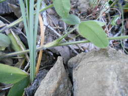 Image of Trifolium ochroleucon var. ochroleucon