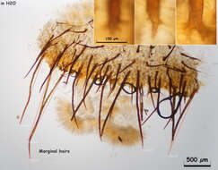 Scutellinia pennsylvanica (Seaver) Denison 1961 resmi