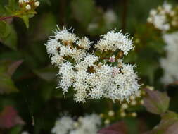 صورة Ageratina espinosarum (A. Gray) R. King & H. Rob.