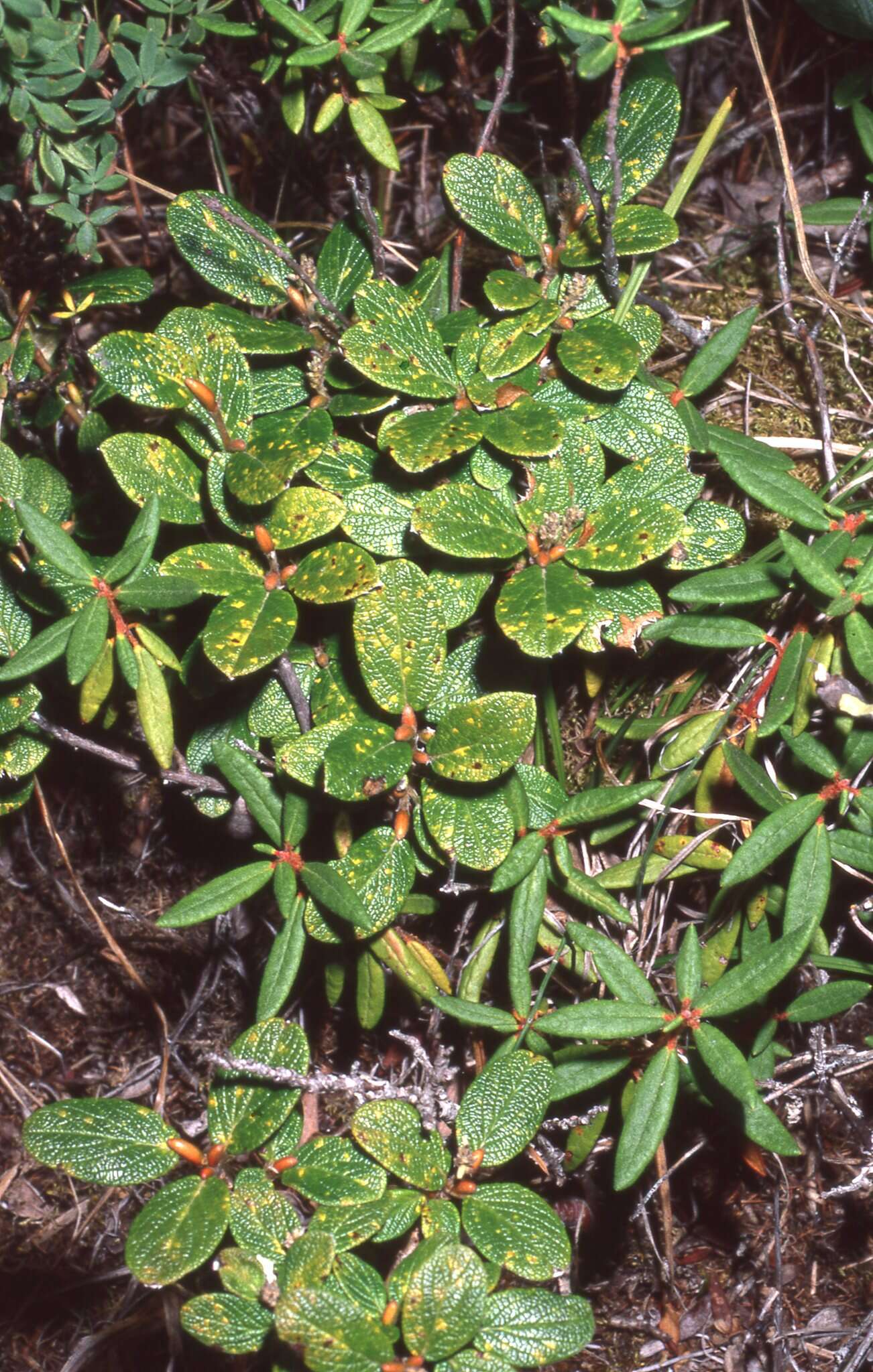 Image of rock willow