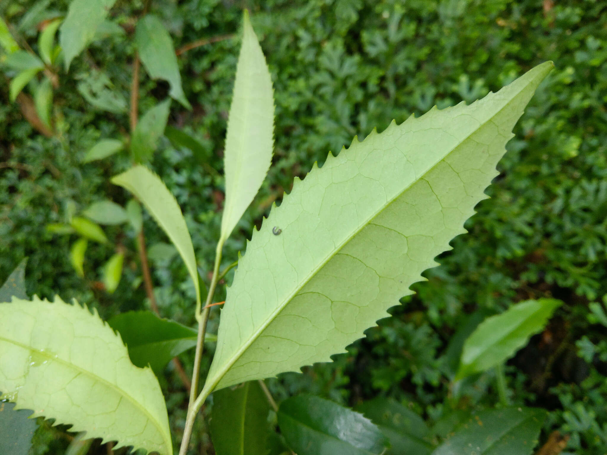 Imagem de Pyrenaria microcarpa (Dunn) H. Keng